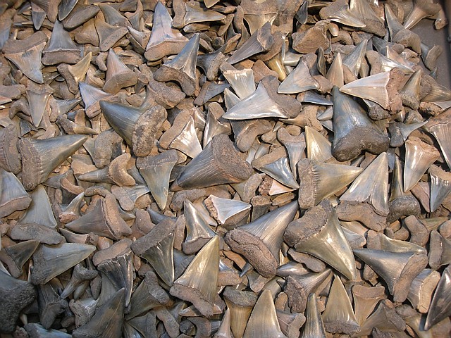 haaietanden - de oogst van vele dagen zoeken